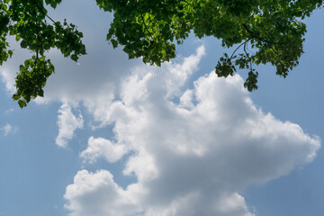 Blick in den Himmel mit Wolken, nach oben begrenzt von grünem Baum