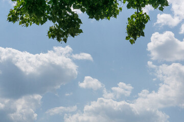 Obraz premium Blick in den Himmel mit Wolken, nach oben begrenzt von grünem Baum