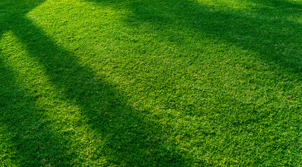 Green grass field with sunlight with shadows of trees shade on sunny day