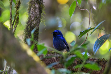 Large Niltava; Niltava grandis, Blue bird, Lovely bird