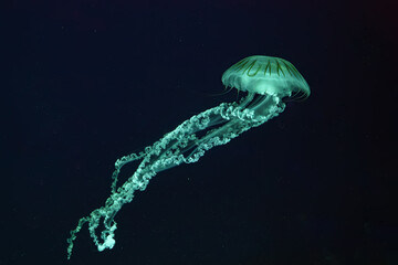 Jellifish South american sea nettle, Chrysaora plocamia swimming in dark water of aquarium tank with green neon light. Aquatic organism, animal, undersea life, biodiversity