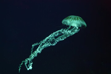 Jellifish South american sea nettle, Chrysaora plocamia swimming in dark water of aquarium tank...