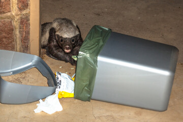 Honey badger, Mellivora Capensis looking for food in the rubbish bin in South Africa. It is an...