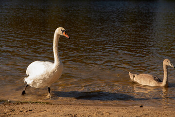 bird, animal, swan, lake, nature, water, reflection, swimming, outdoor, pond, elegance, feather, photography, beauty, horizontal, water bird
