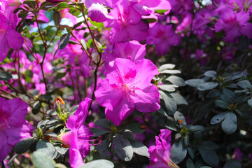 close-up of pinkish purple rhododendron flowers