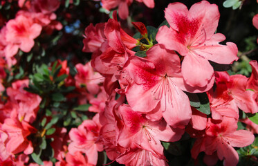 red rhododendron flowers bloom beautifully