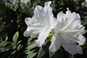 fresh white rhododendron flowers on a natural dark green background