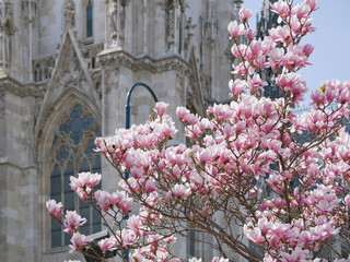 First spring flowers magnolia bloom in front of the church Votivkirche in Vienna © Anastasiia