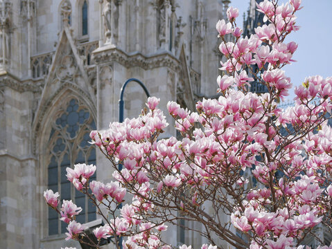 First spring flowers magnolia bloom in front of the church Votivkirche in Vienna