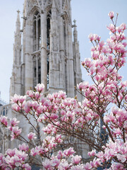 First spring flowers magnolia bloom in front of the church Votivkirche in Vienna © Anastasiia