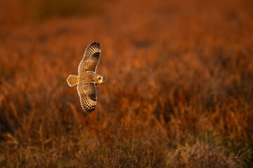 Short-eared owl in flight