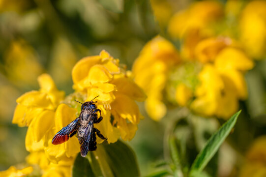 bee on yellow flower. One Xylocopa violacea on Phlomis fruticosain. Violet carpenter bee on Jerusalem sage in Switzerland.