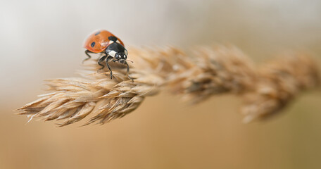 Ladybird on wheat. Red beetle, biocontrol insect in a farmers field. Macro entomology,...