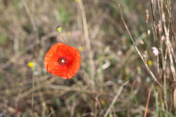 red poppy in the field © Elsa