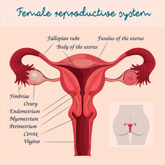 Female Reproductive System Diagram