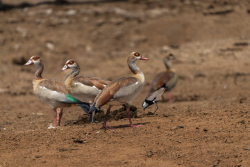 Egyptian goose (Alopochen aegyptiacus)