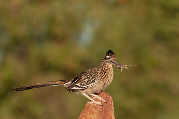 Greater roadrunner with a lizard