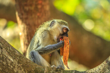 Female Vervet Monkey relaxing eating banana. Chlorocebus pygerythrus, monkey of the family...