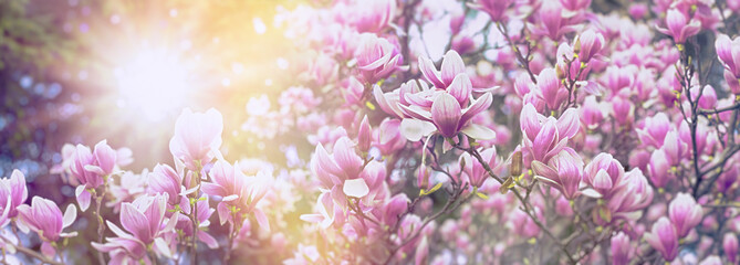Magnolia tree blooming in spring time, beautiful nature background - 756009273