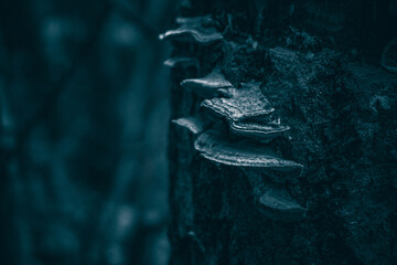 close up of mushroom growing on tree