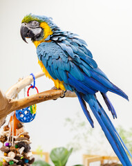 blue and yellow macaw with fluffed-up feathers on a branch with toys