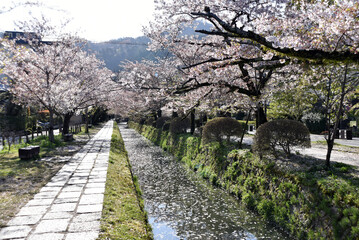 銀閣寺の琵琶湖疏水　京都市左京区