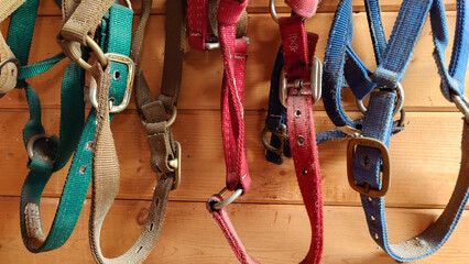 assorted horse halters in different colors and sizes hang on peg rack in barn -closeup