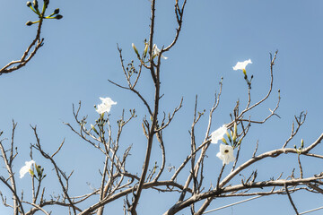 A cazahuate Ipomoea murucoides tree with white flowers