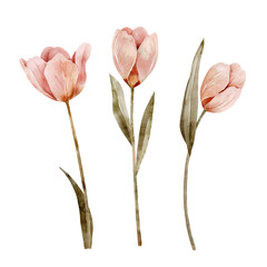 set of delicate pink tulips, watercolor illustration.