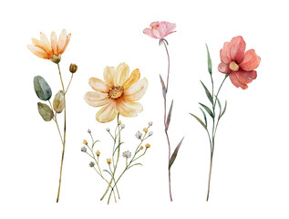 Watercolor floral set. Hand drawn flowers isolated on white background.