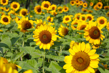 Fototapeta premium Blooming sunflower fields. Beautiful yellow flower