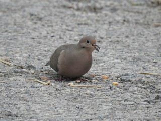 A mourning dove feeding on a corn kernel, Kent County, Delaware. 