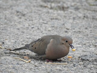 A mourning dove feeding on a corn kernel, Kent County, Delaware. 