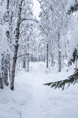 Beautiful fir forest covered in snow storm landscape in Rovaniemi, Finnish Lapland