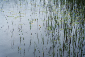 Republic of Karelia, Russia, Lake Ladoga, View of plants and flowers and water lilies, growing out of the water, with calm mirrored water, in the daytime