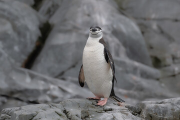 Chin strap penguins in Antarctica