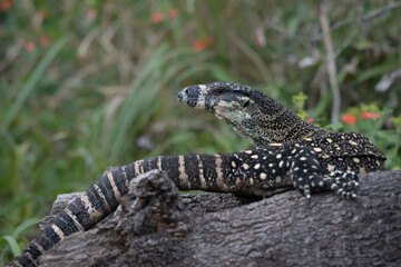 The lace monitor, also known as a tree goanna, slivers through creekside grasses in northern New...