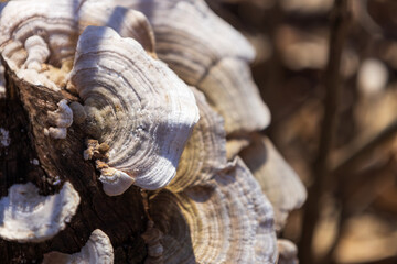 Fragrant Bracket Fungus