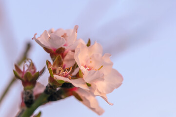 Naklejka na ściany i meble Almond blossom on a farm in Cyprus in spring 2
