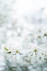 A cluster of white petals blossoms on a slender twig of a flowering plant, against a backdrop of blurred white blooming flowers in a natural spring seasonal landscape.