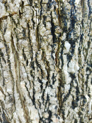 close up of tree bark textured background