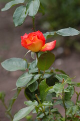 Obraz premium Rose, Red Rose, Einzelne rote Rose, blühend, sich entfaltend