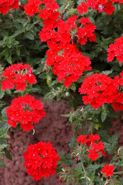 Verbena, Verbene, Peruvian mock vervain, Glandularia peruviana, red, rot, Staude