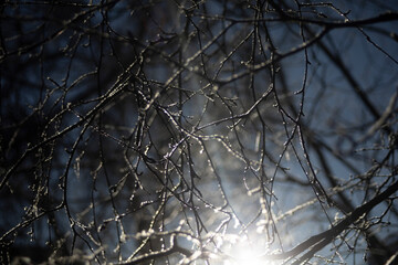 Light through frozen branches. Ice on the branches. Rays through a tree in winter.