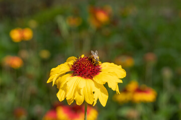 Flying honey bee pollinating a yellow flower