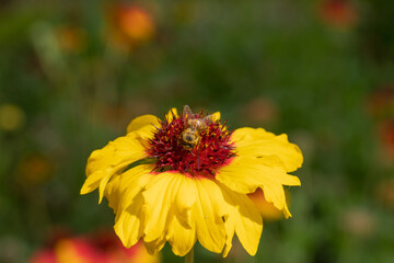 Flying honey bee pollinating a yellow flower