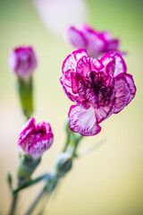 Fioletowy goździk - kwiaty wiosenne - obrazy, fototapety, plakaty