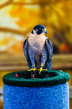 Captive perigren falcon ((Falco peregrinus) perched on a stand with jesses on its legs.