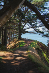 Path surrounded by trees. Ramuncho beach surroundings. Hualpén, Bío Bío, Chile.