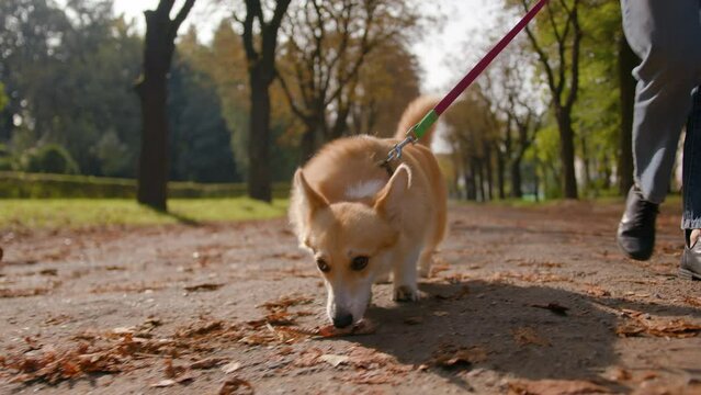 Close up little small lovely puppy welsh corgi going on leash in park female legs unrecognizable woman pet owner handler walking dog service in city happy fluffy pup sniffing road animal scent smell